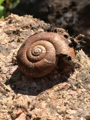Macrocyclis peruvianus