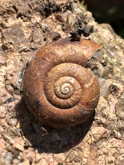 Macrocyclis peruvianus