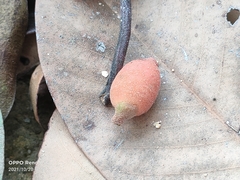 Sarcolaenaceae