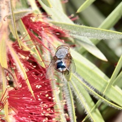 Calliphora dubia
