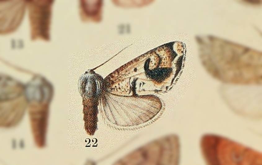 Orthosia nigrorenalis