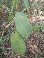 Bridelia ferruginea