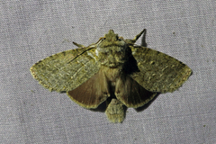 Drugera mimica