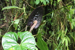 Anthurium caramantae