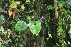 Anthurium caramantae