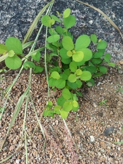 Cleistanthus collinus