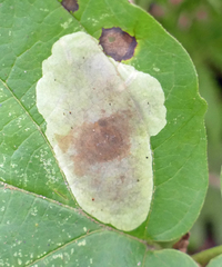 Phyllosticta hamamelidis