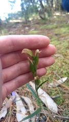 Pterostylis melagramma