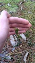 Pterostylis melagramma