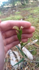 Pterostylis melagramma