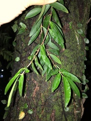 Eugenia pyriformis