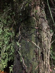Eugenia pyriformis