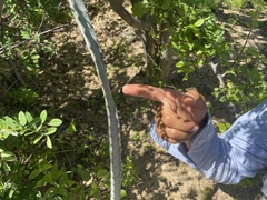 Peniocereus johnstonii