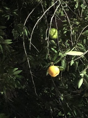 Eugenia pyriformis