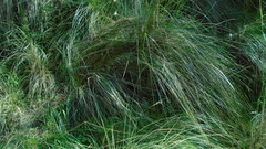 Carex virgata