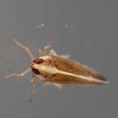 Tagosodes orizicolus