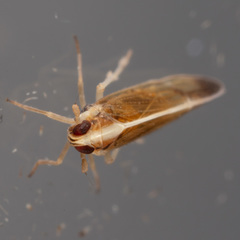 Tagosodes orizicolus