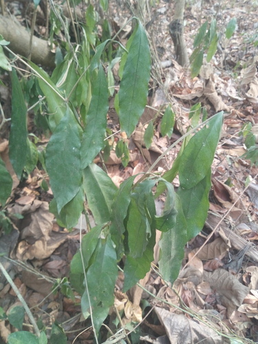 Psychotria calva