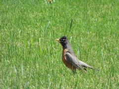 Turdus migratorius
