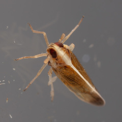 Tagosodes orizicolus