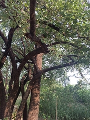 Bauhinia racemosa