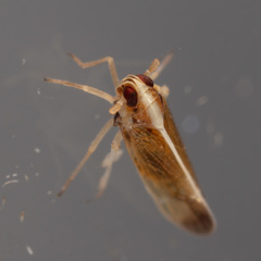 Tagosodes orizicolus