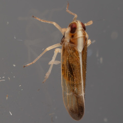 Tagosodes orizicolus