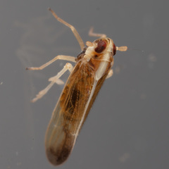 Tagosodes orizicolus