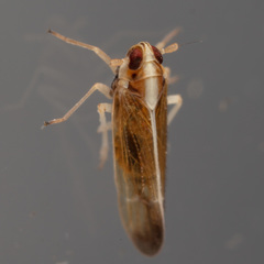 Tagosodes orizicolus