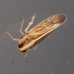 Tagosodes orizicolus