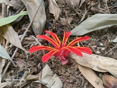 Etlingera coccinea