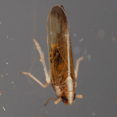 Tagosodes orizicolus