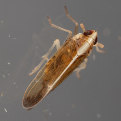 Tagosodes orizicolus