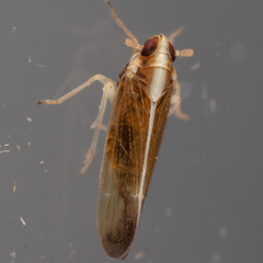 Tagosodes orizicolus