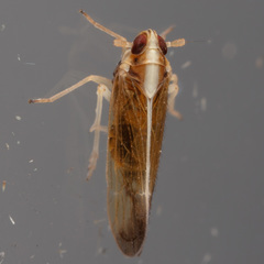 Tagosodes orizicolus