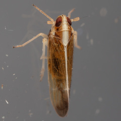 Tagosodes orizicolus