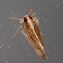 Tagosodes orizicolus