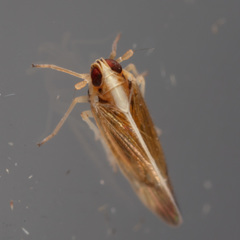 Tagosodes orizicolus