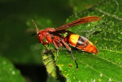 Polistes sagittarius