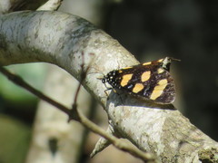 Heraclia africana