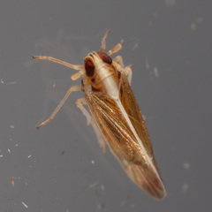 Tagosodes orizicolus