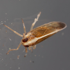 Tagosodes orizicolus