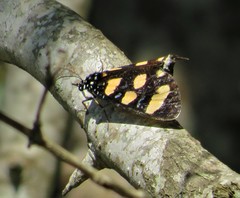 Heraclia africana