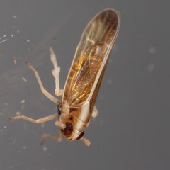 Tagosodes orizicolus