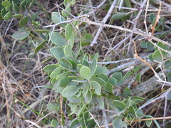 Maytenus vitis-idaea