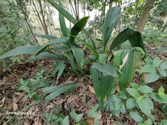 Molineria capitulata