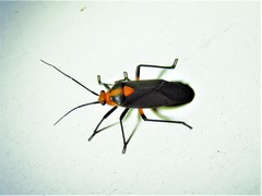 Prepops rubrovittatus