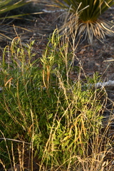 Tecoma stans angustata