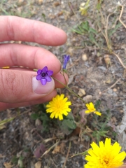 Conanthera campanulata