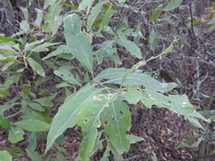 Solanum argentinum